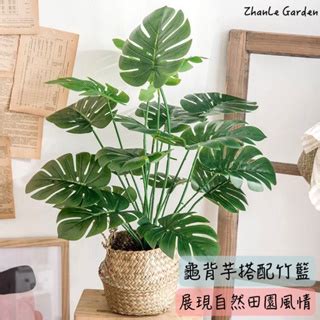 長青植物|萬年青值栽